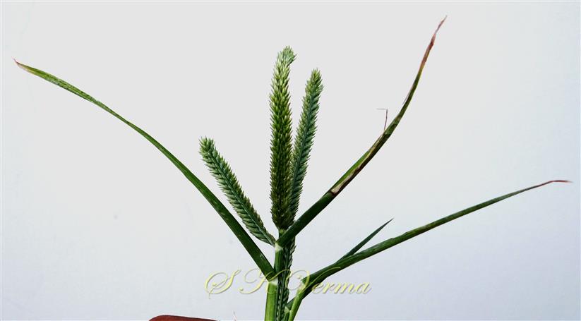  Inflorescence
